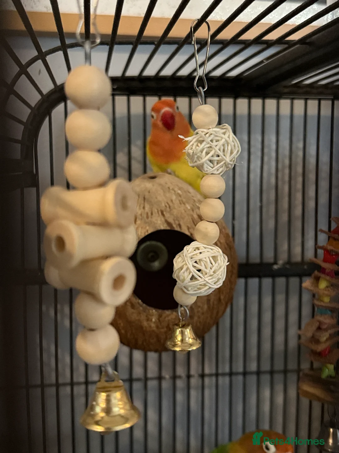 Lovebirds birds for sale: 2 lovebirds for sale  - Advert 4