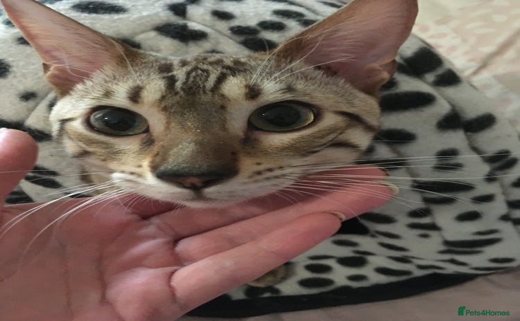 Bengal cats in Peterborough - Advert 6
