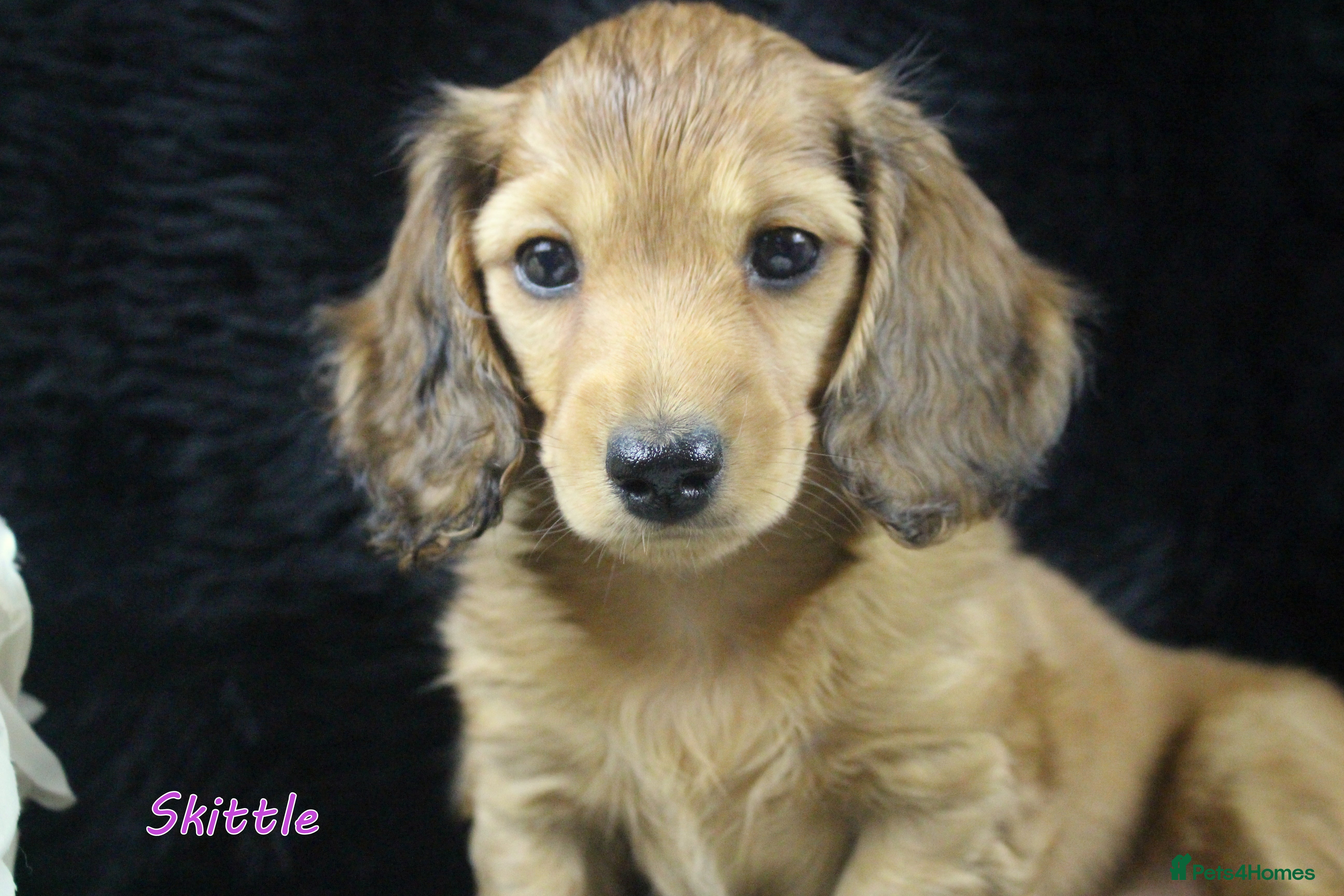 Miniature Dachshund dogs KC PRA Clear Mini Longhair Daxies – Dapple - Advert 15