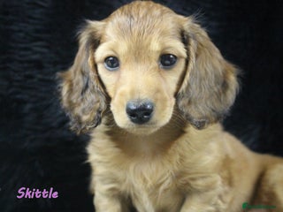 Miniature Dachshund dogs KC PRA Clear Mini Longhair Daxies – Dapple - Advert 5