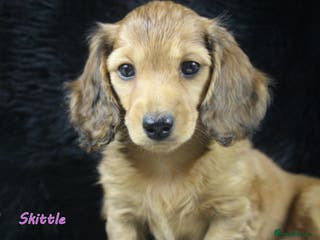 Miniature Dachshund dogs KC PRA Clear Mini Longhair Daxies – Dapple - Advert 3