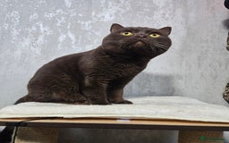 British Shorthair cats for stud: STUNNING CHOCOLATE BSH (GCCF) for stud - Image 3