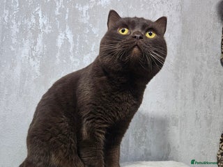 British Shorthair cats - Advert 10