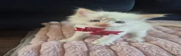 Ragdoll cats for sale: Ragdoll Kittens  - Advert 10