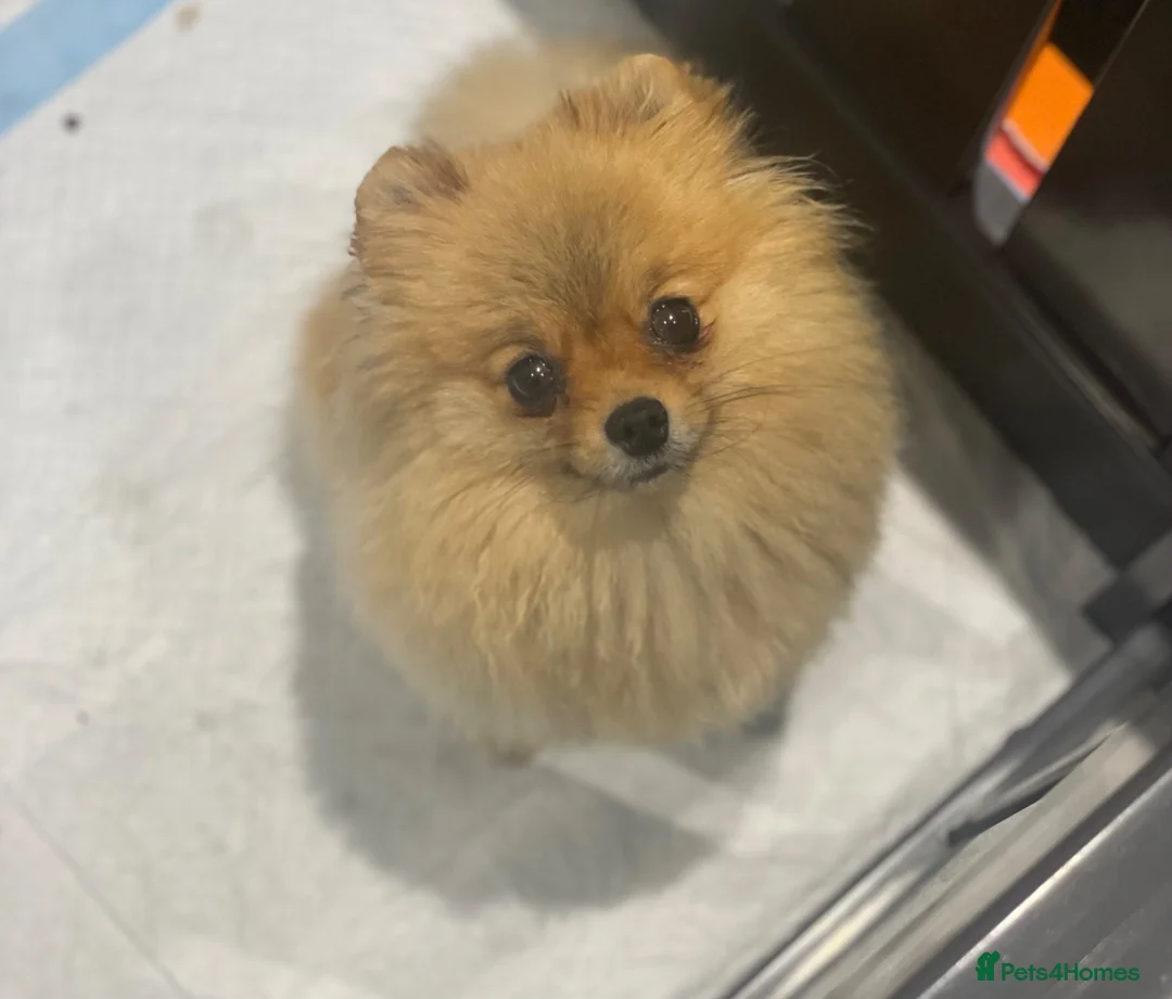 Pomeranian dogs for sale: Orange female retired Pomeranian  - Advert 4