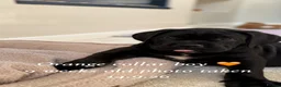 Cane Corso dogs for sale: 🐾 1 BOY LEFT CANE CORSO PUPPIES🐾 - Advert 14