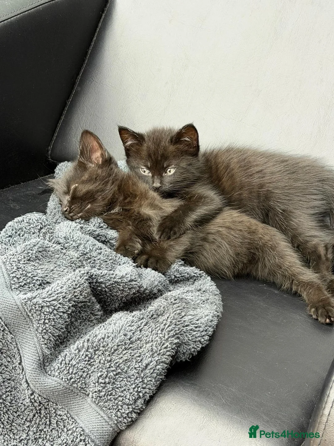 Mixed Breed cats for sale: 2 little cuties for sale - Advert 4