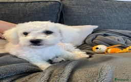 Bichon Frise dogs for sale: 18 week old Bichon Frise boy for sale. CHEAP! - Image 1