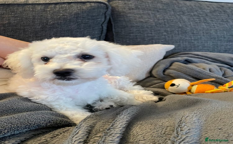 Bichon Frise dogs - Advert 1