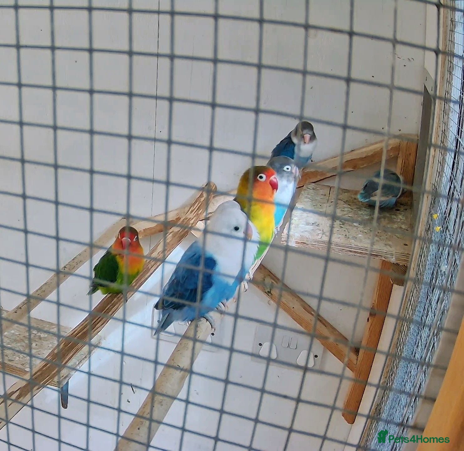 Lovebirds birds Lovebirds for sale  - Advert 1