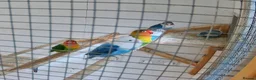 Lovebirds birds for sale: Lovebirds for sale  in Hereford - Advert 1