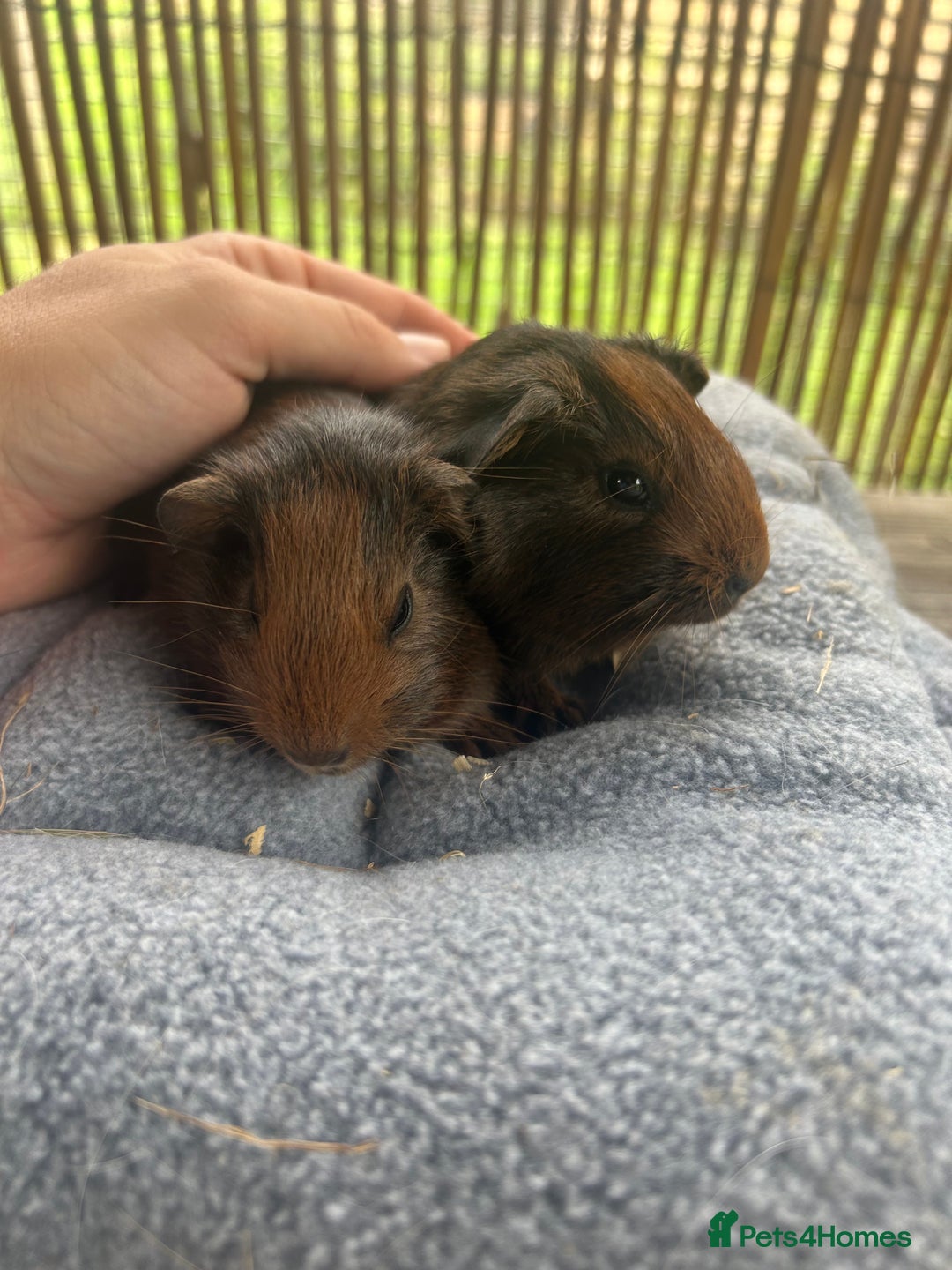 Guinea Pig rodents for sale: Baby guinea pigs - 2 male 2 female in London - Image 3