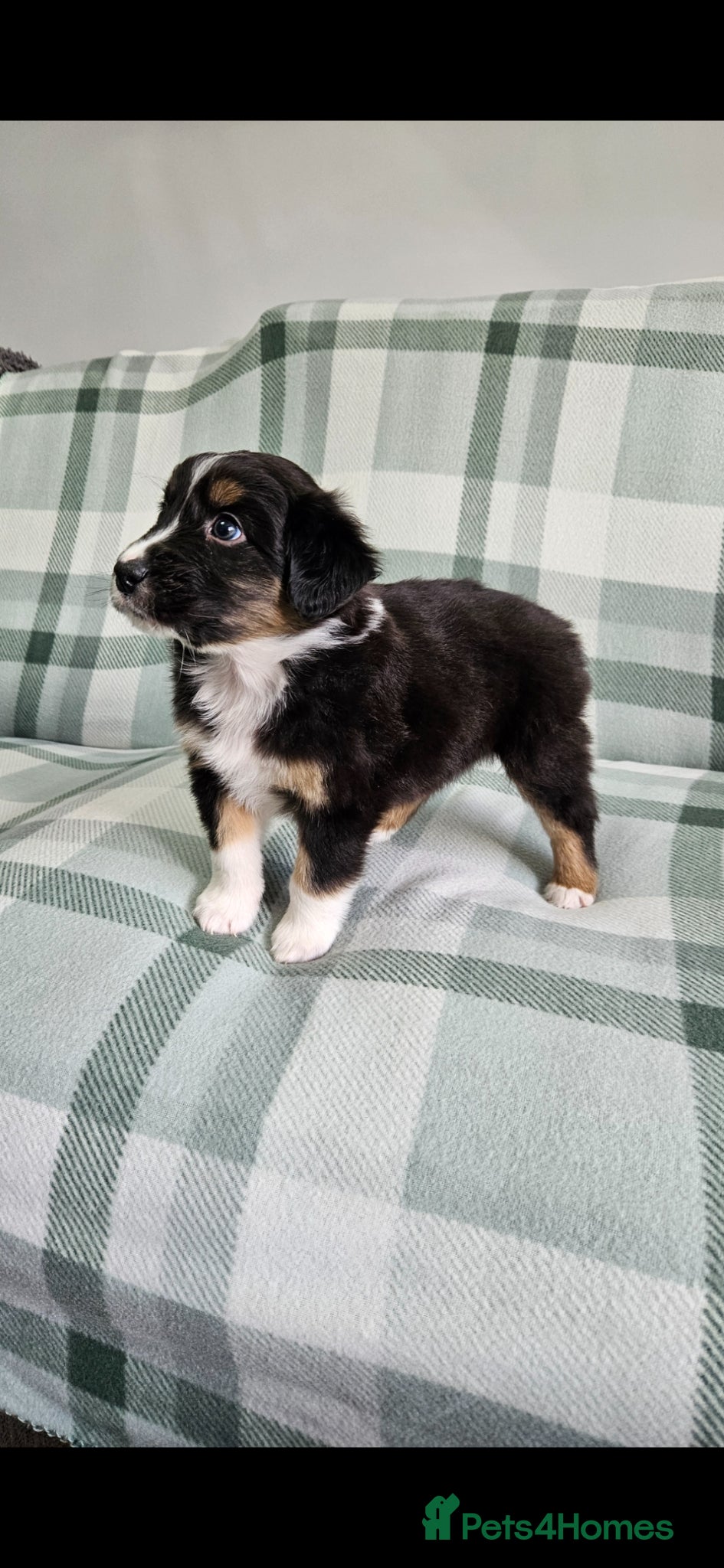 Australian Shepherd dogs Australian sheperd puppys for sale - Advert 2