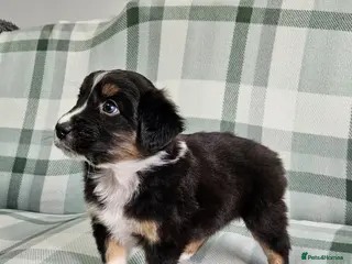 Australian Shepherd dogs Australian sheperd puppys for sale - Advert 2