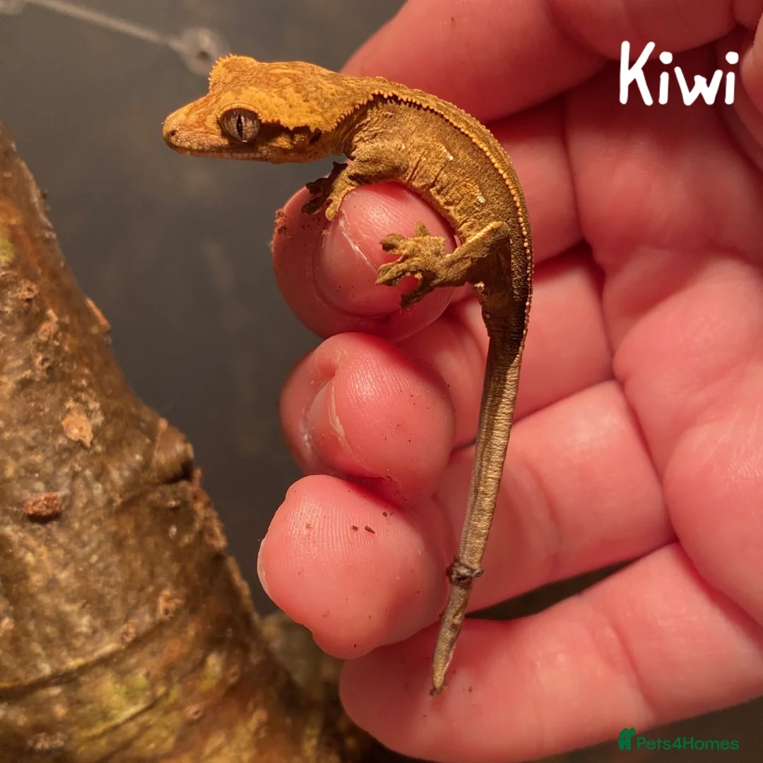 Gecko reptiles for sale: 2x Juvenile Crested Geckos  - Advert 2