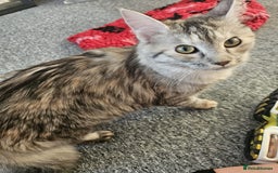 Maine Coon cats for sale: 2 beautiful maine Coon cats  - Image 5