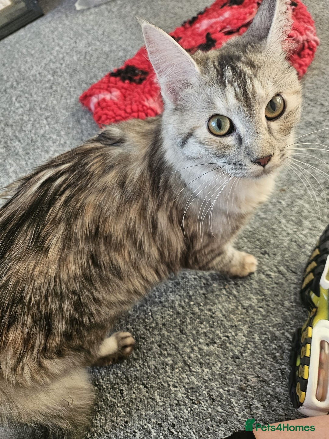 Maine Coon cats for sale: 2 beautiful maine Coon cats  - Image 5