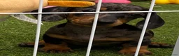 Miniature Dachshund dogs for sale: 6 beautiful miniature dachshund  in Wickford - Advert 11