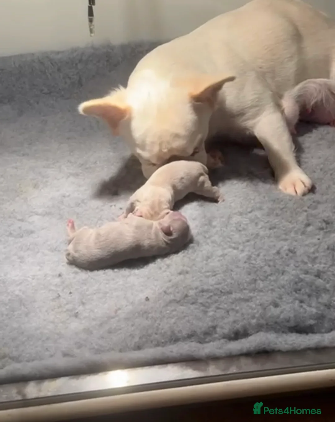 French Bulldog dogs for sale: Fluffy frenchies new shade/ lilactan pink-testable - Advert 7