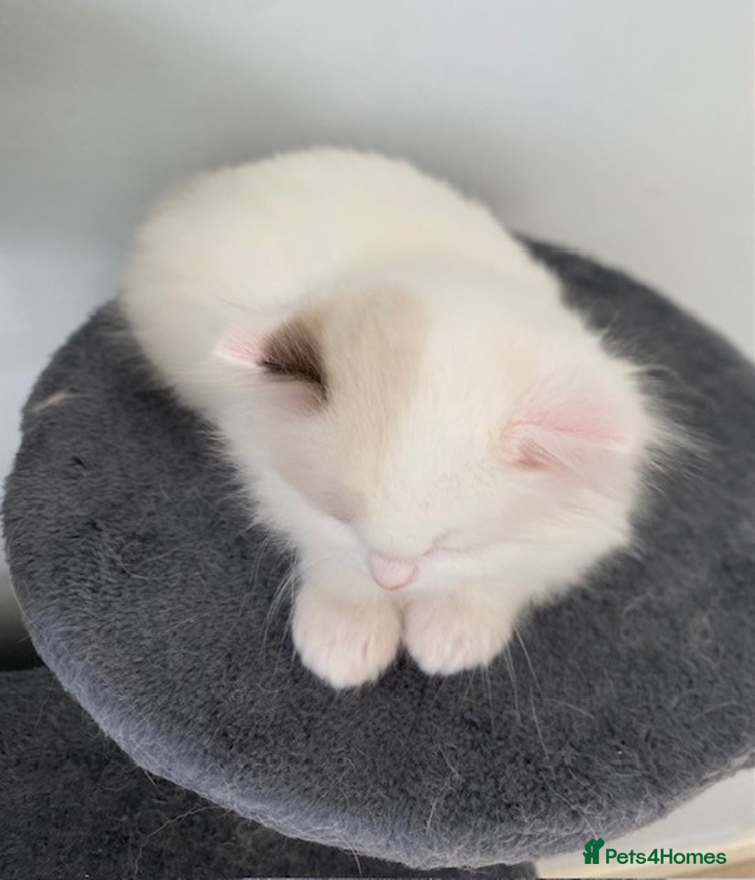 Ragdoll cats for sale: TICA REGISTERED PUREBRED RAGDOLL KITTENS AVAILABLE - Advert 23