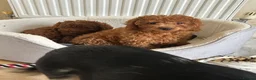 Cavapoo dogs for sale: Stunning health checked Cavapoo puppies  - Advert 3