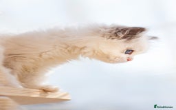 Ragdoll cats for sale: Tica Pedigree Ragdoll girl for Pet Home only  - Image 7