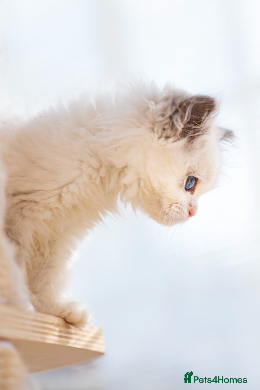 Ragdoll cats for sale: Tica Pedigree Ragdoll girl for Pet Home only  - Image 7