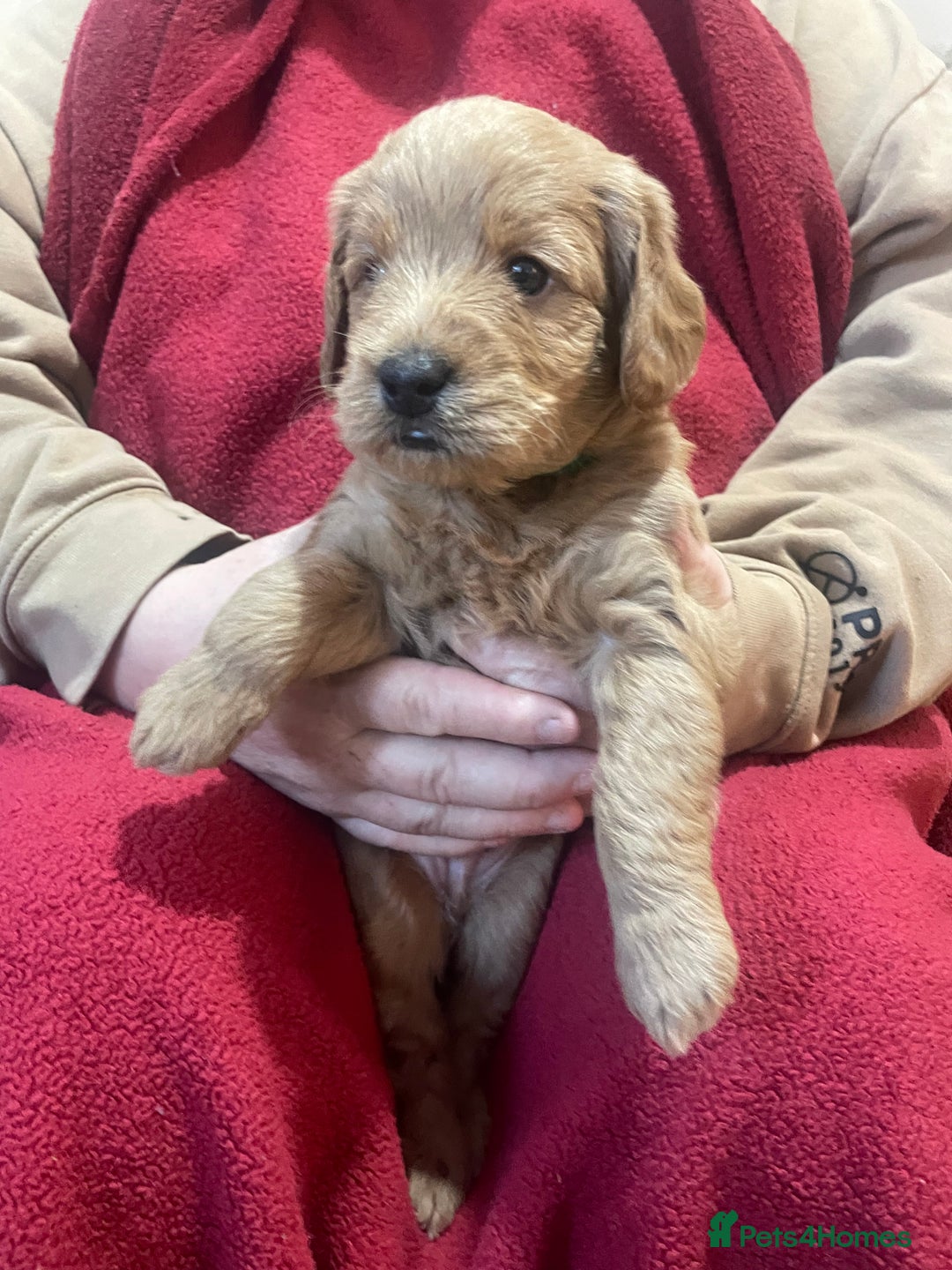Labradoodle dogs for sale: Miniature Labradoodle’s  - Advert 10