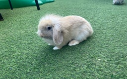 Lionhead rabbits for sale: Baby flop lion head rabbit in Dewsbury - Image 1