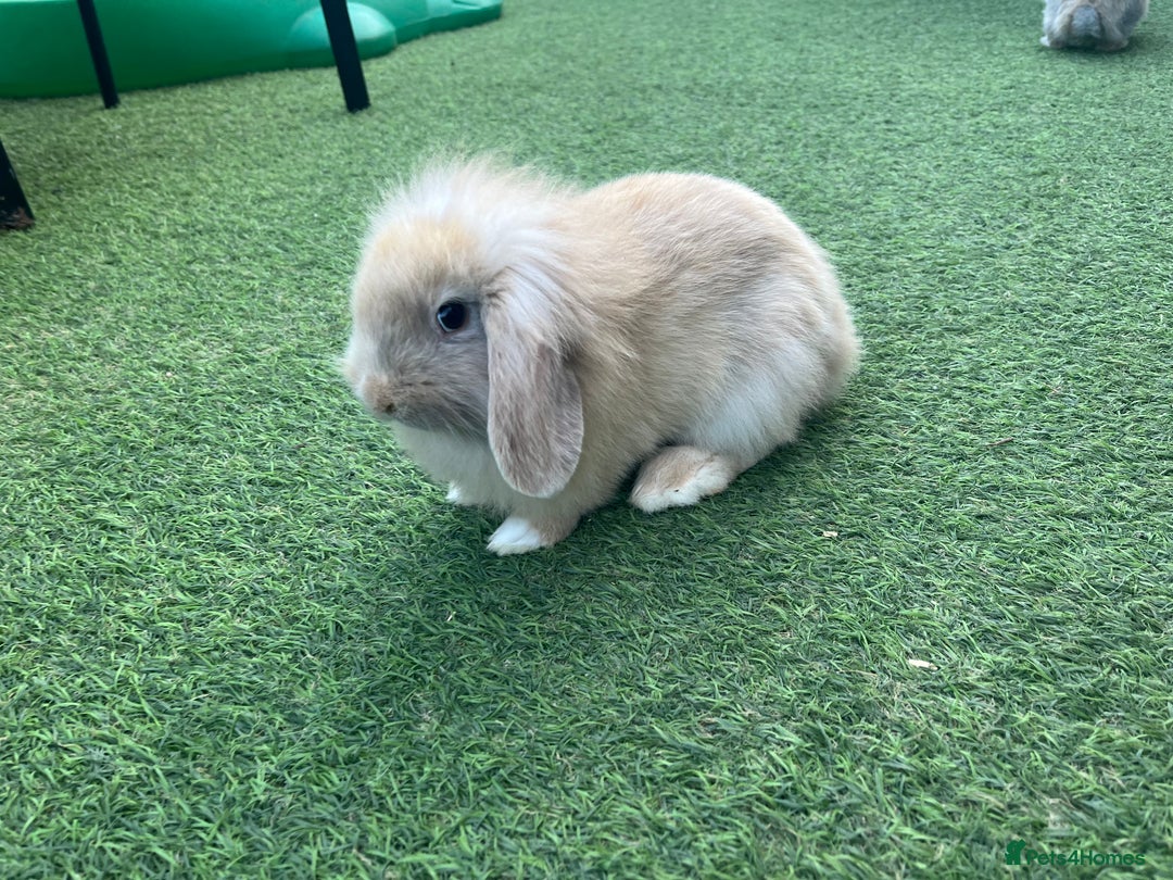 Lionhead rabbits for sale: Baby flop lion head rabbit in Dewsbury - Image 1