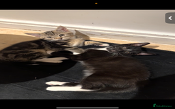 British Shorthair cats for sale: Playful kittens for adoption  - Image 1
