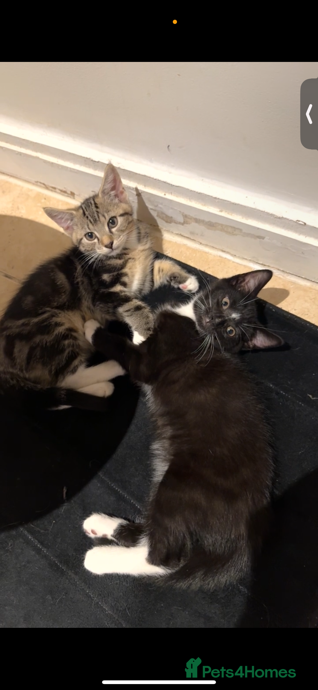 British Shorthair cats for sale: Playful kittens for adoption  - Image 1