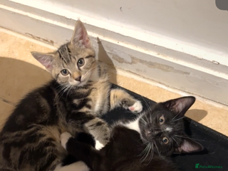 British Shorthair cats - Advert 33