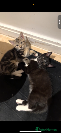 British Shorthair cats - Advert 12