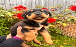 Rottweiler dogs for sale: 2 quality Rottweiler puppies  - Image 7