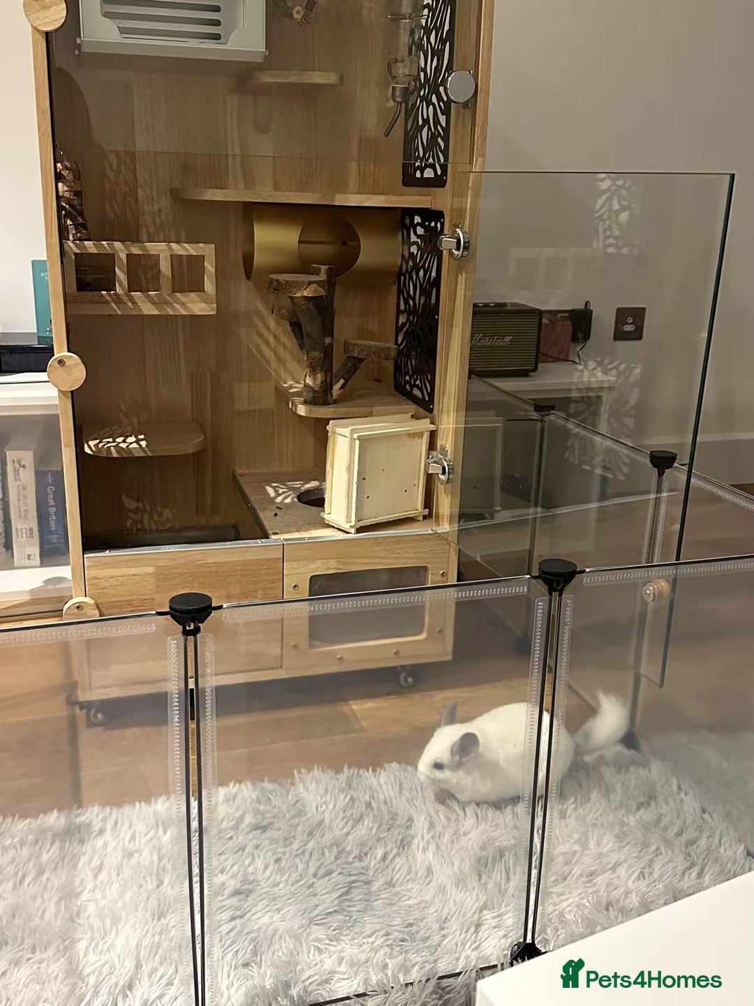 Chinchilla rodents for sale: Cute white chinchilla with mansion - Image 5