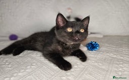 Scottish Fold cats for sale: Scottish straight x British short kittens  - Image 10