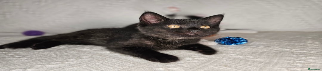 Black kitten 