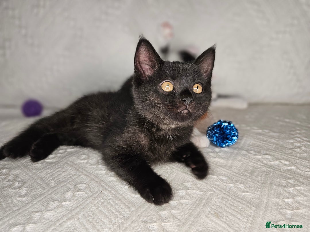 Scottish Fold cats for sale: Scottish straight x British short kittens  - Image 10