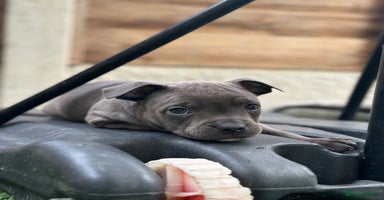 Staffordshire Bull Terrier dogs - Advert 10