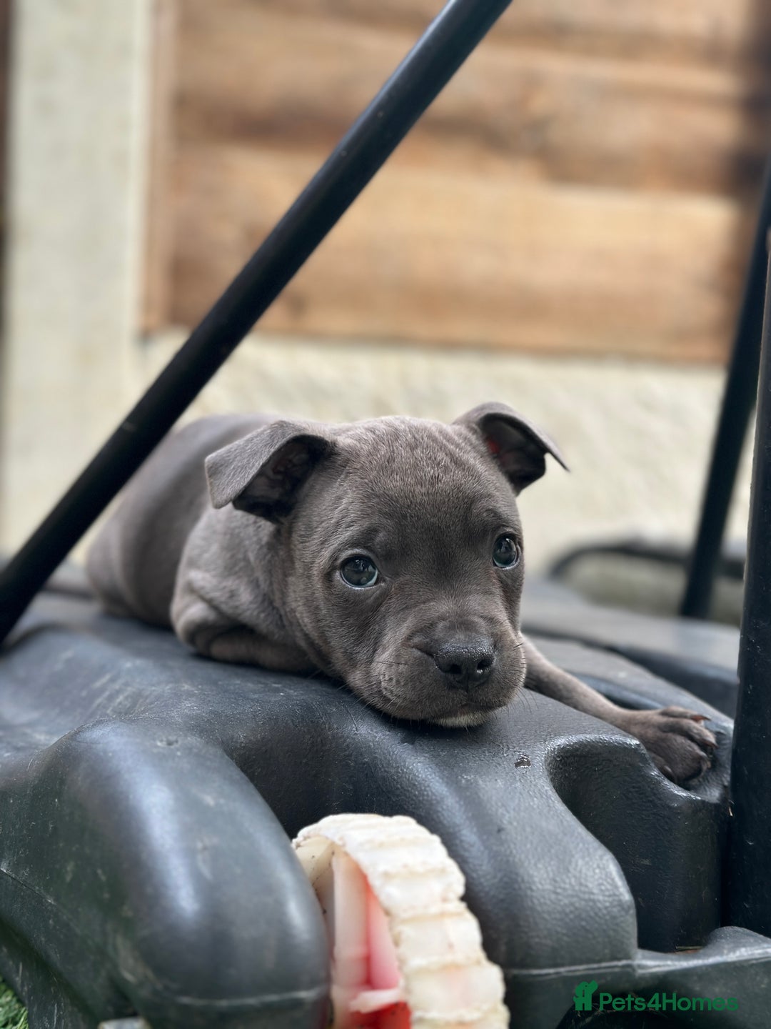 Staffordshire Bull Terrier dogs for sale: Quality Staffordshire Bull Terriers  - Image 2