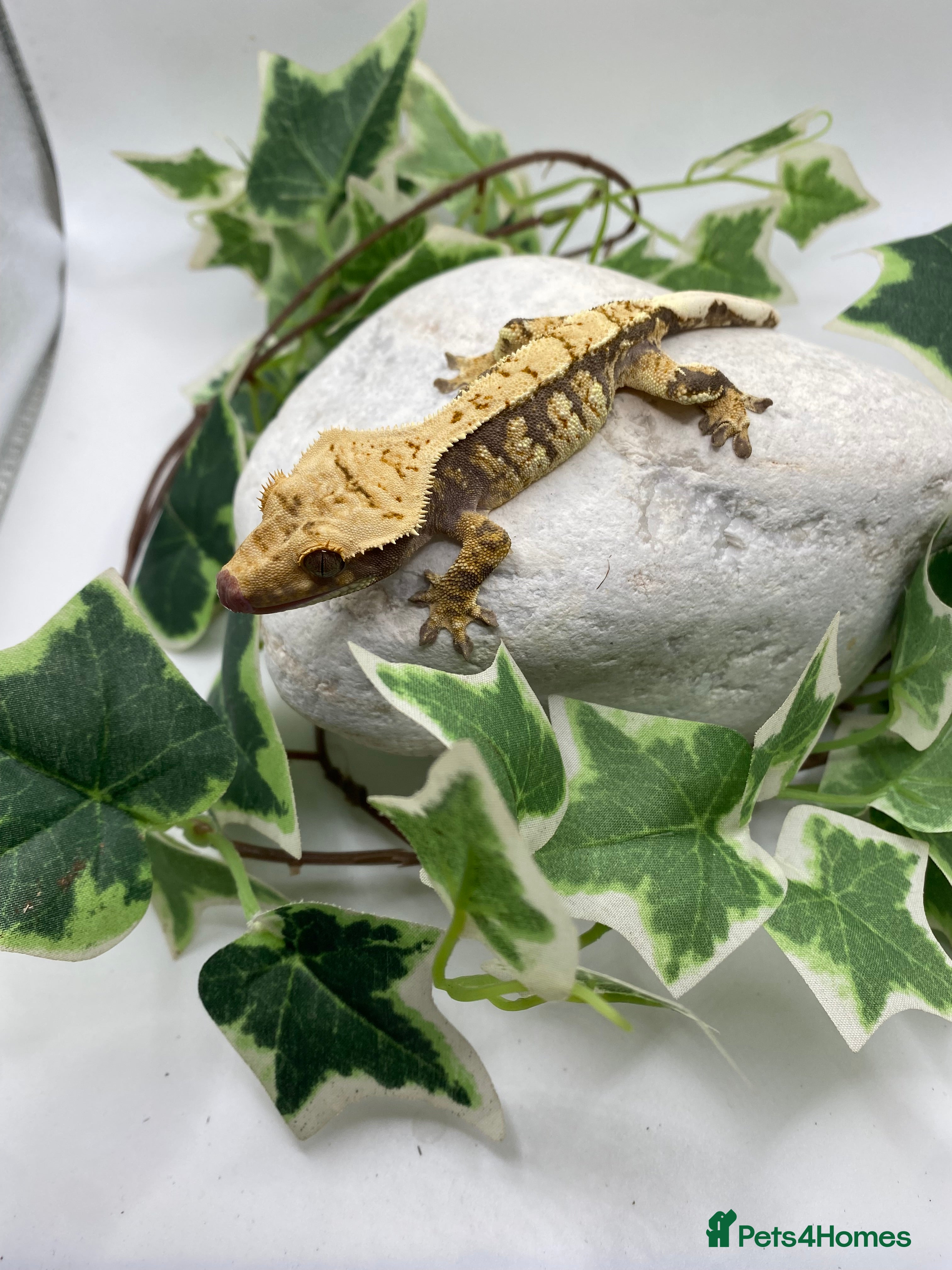 Gecko reptiles Lily white and tri colour harliquin  £40/60 - Advert 23