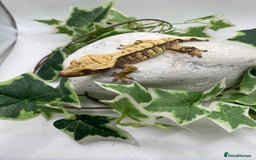 Gecko reptiles for sale: Lily whites and tri colour harliquin  £40/60 - Image 12