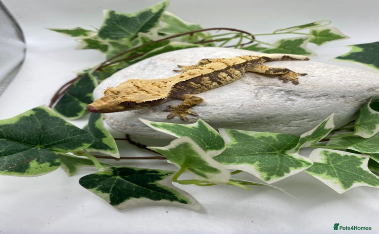 Gecko reptiles Lily white and tri colour harliquin  £40/60 - Advert 1