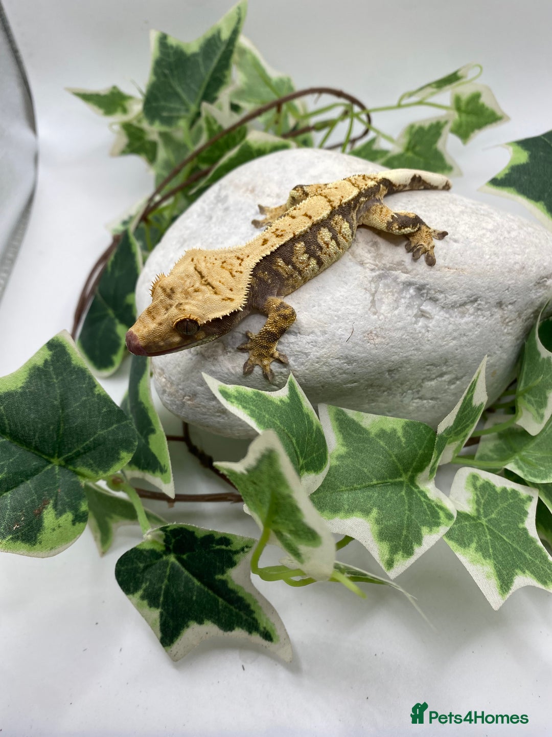 Gecko reptiles for sale: Lily whites and tri colour harliquin  £40/60 - Image 12