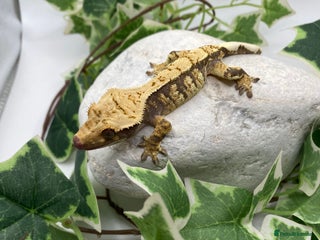 Gecko reptiles for sale: Lily white and tri colour harliquin £40/60 - Advert 3