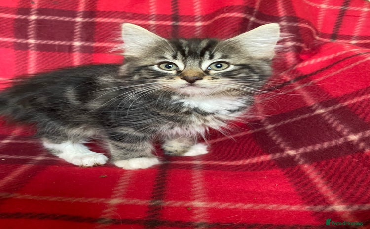 Norwegian Forest Cat cats - Advert 1