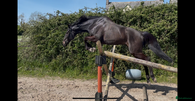 English Thoroughbred horses - Advert 2