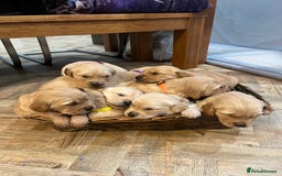 Golden Retriever dogs for sale: Gorgeous litter of 9 Golden Retrievers  - Image 1