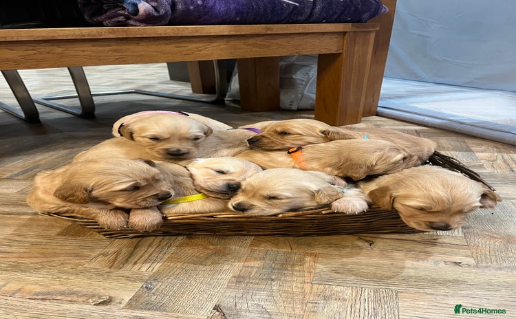 Golden Retriever dogs - Advert 1